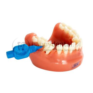 TEPE Dental Model 1szt. - model edukacyjny uzębienia w skali 1:1
